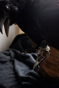 Heavy Sterling Silver or Bronze Crow Skull. Cast from a Real Skull!